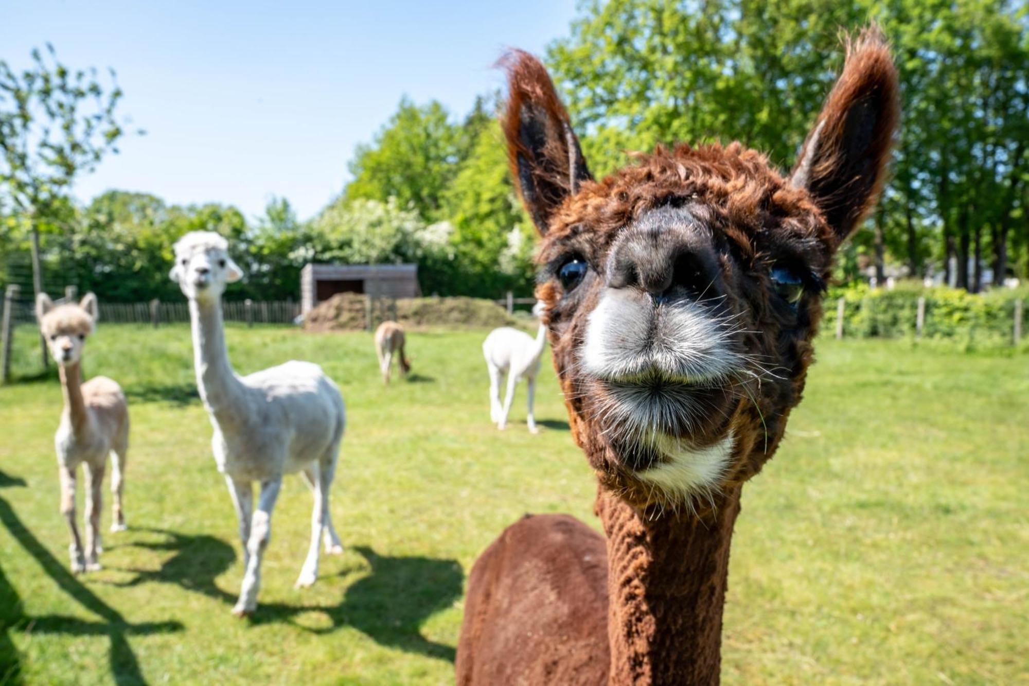 Hoeve Den Akker: Luxe Vakantiewoningen met Alpaca's nabij Brugge Damme Exterior photo