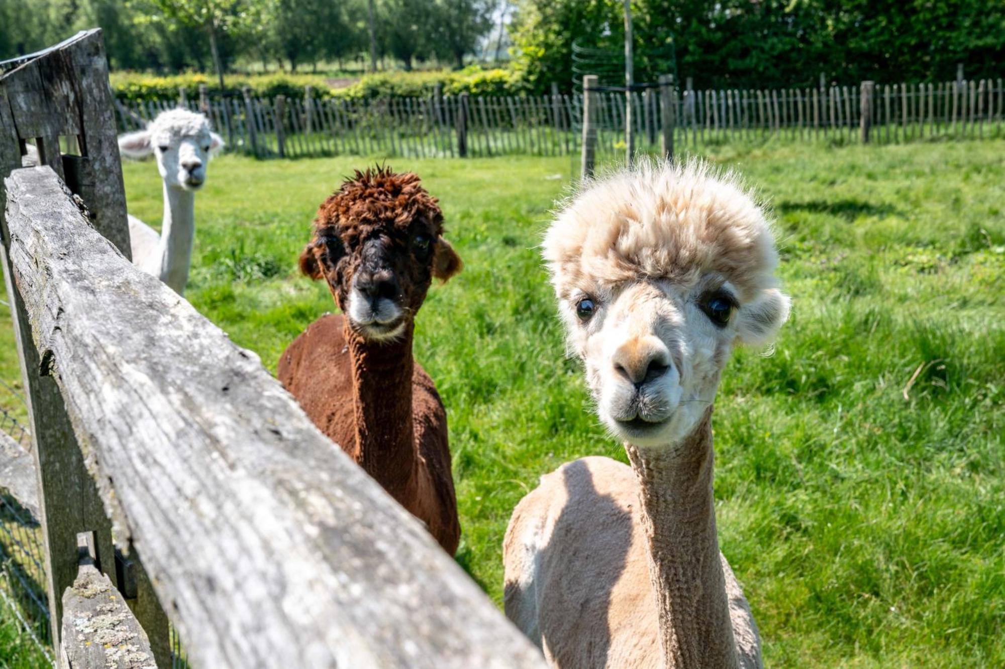Hoeve Den Akker: Luxe Vakantiewoningen met Alpaca's nabij Brugge Damme Exterior photo