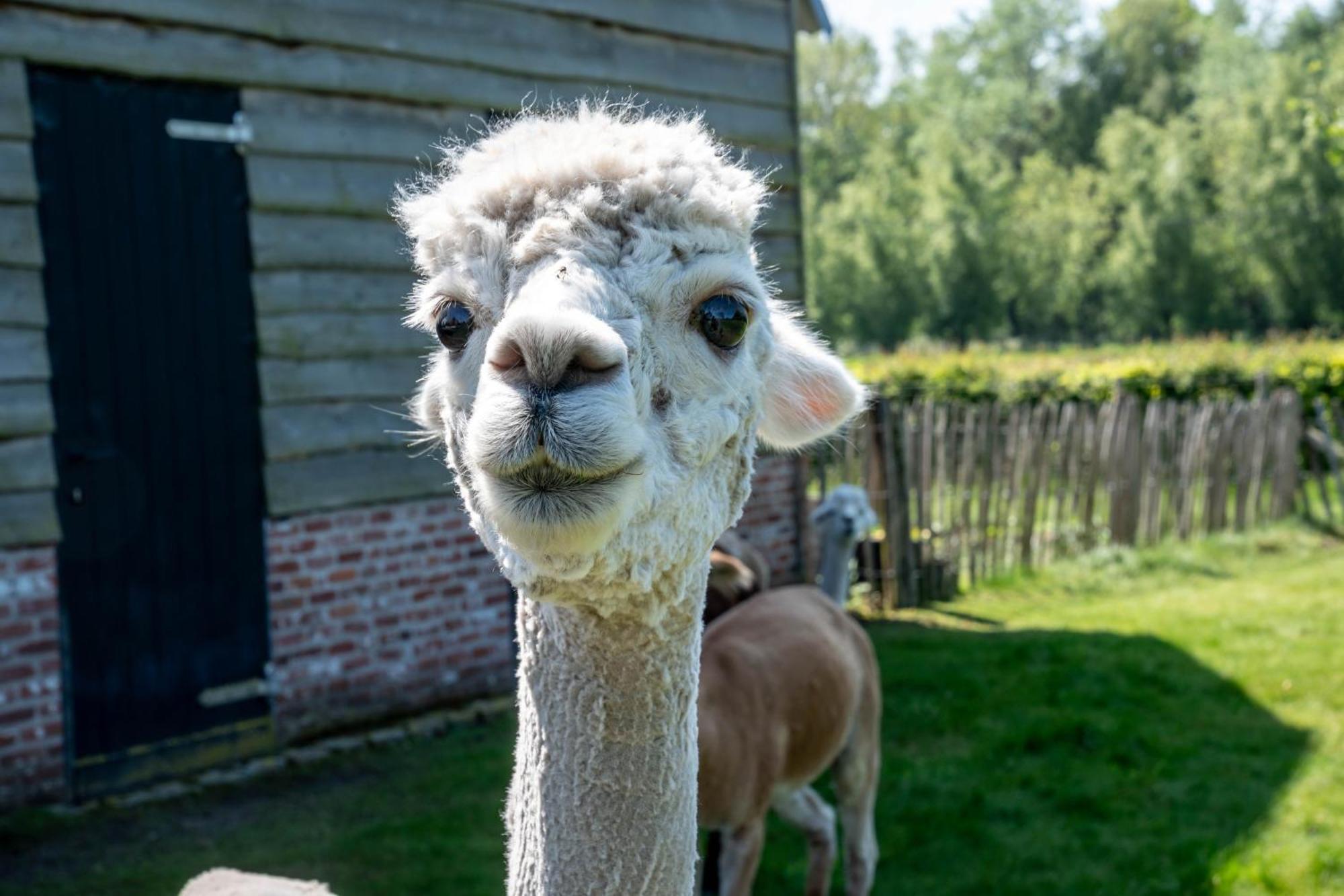 Hoeve Den Akker: Luxe Vakantiewoningen met Alpaca's nabij Brugge Damme Exterior photo